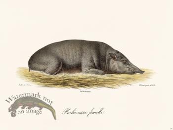 Cuvier 245 Babiroussa Female